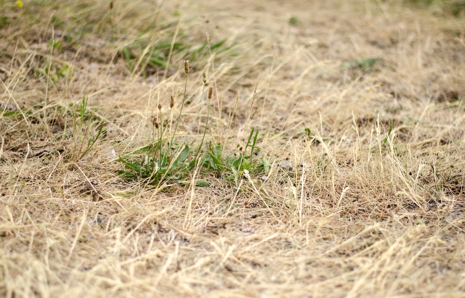 Beat the Heat: How to Rescue Your Lawn from Summer Stress